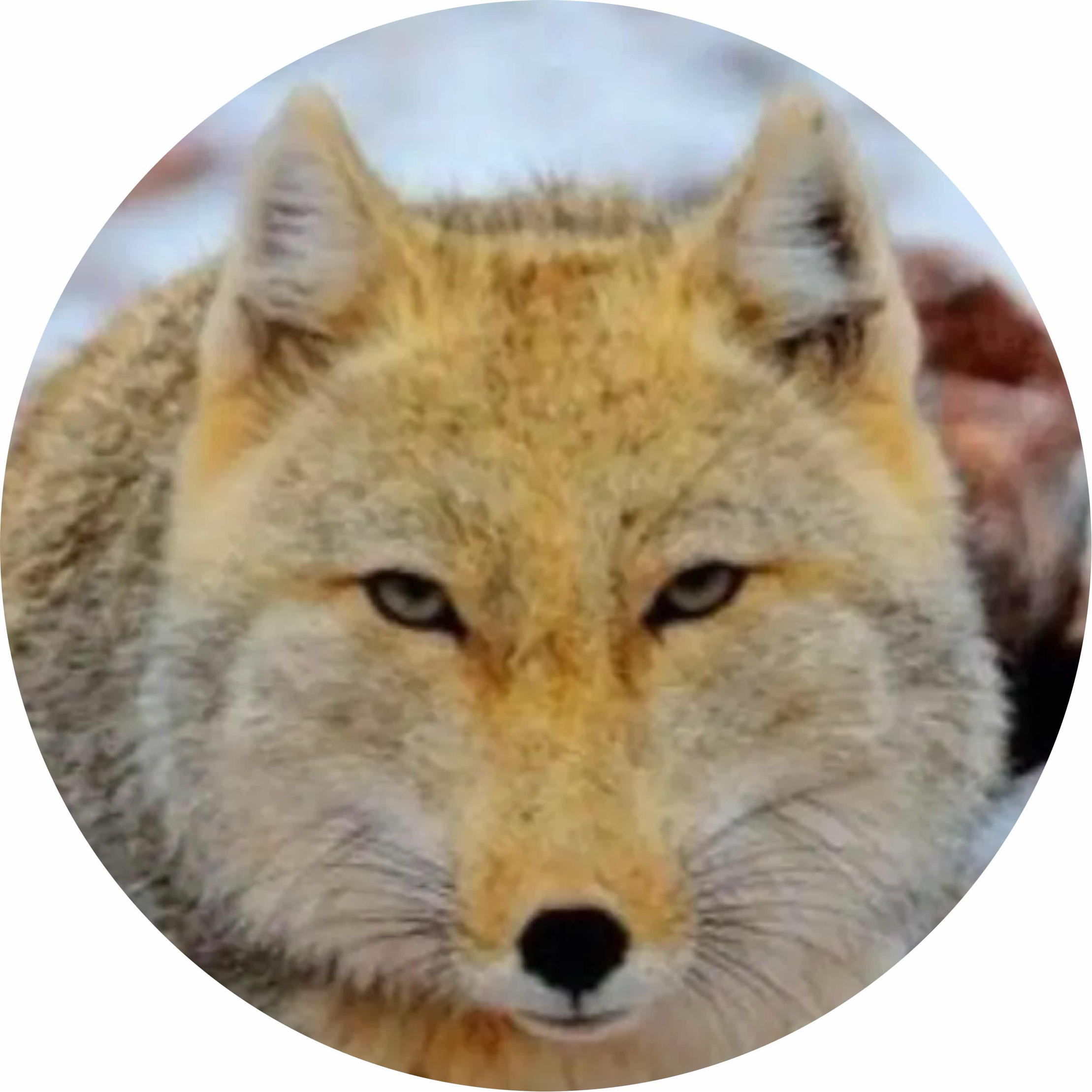 avatar of Alexa Skyë