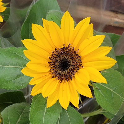 avatar of Rainfalls2