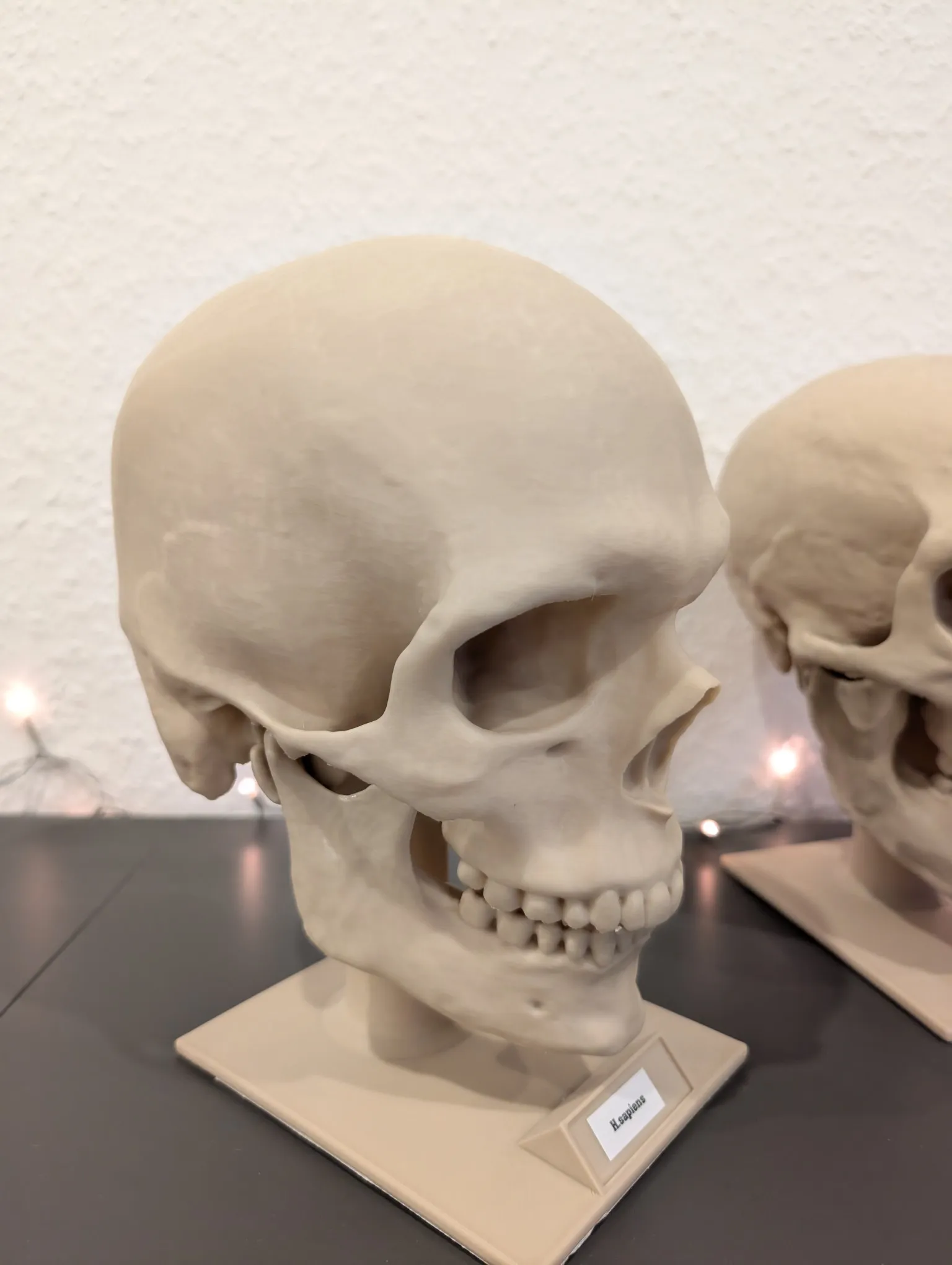Homo neanderthalensis Skull - Educational Model & Stand 🦴💀-3