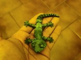 LUSTIGER FLEXY GECKO-7