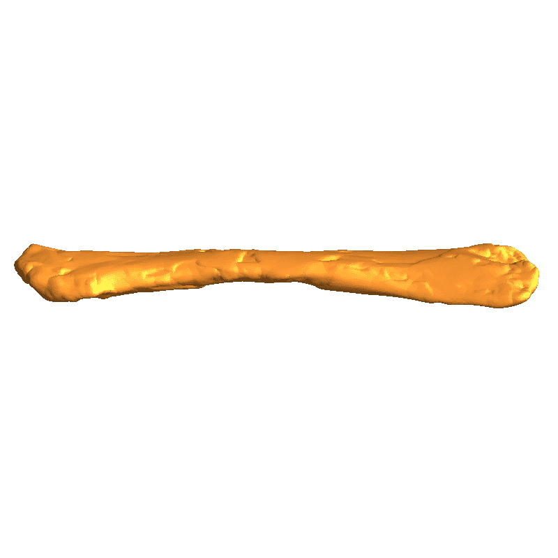 Pterodactyl skeleton