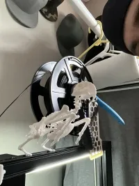 Bird skeleton-2