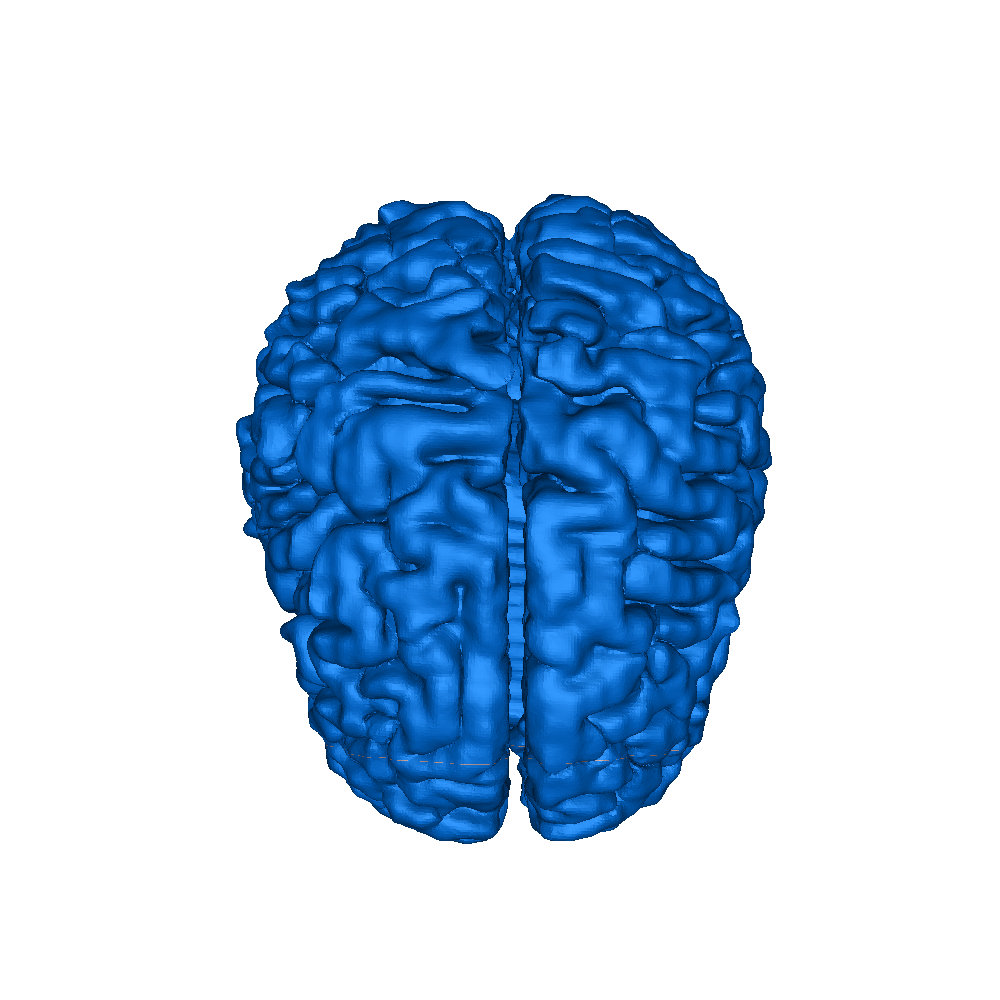 Full size human brain