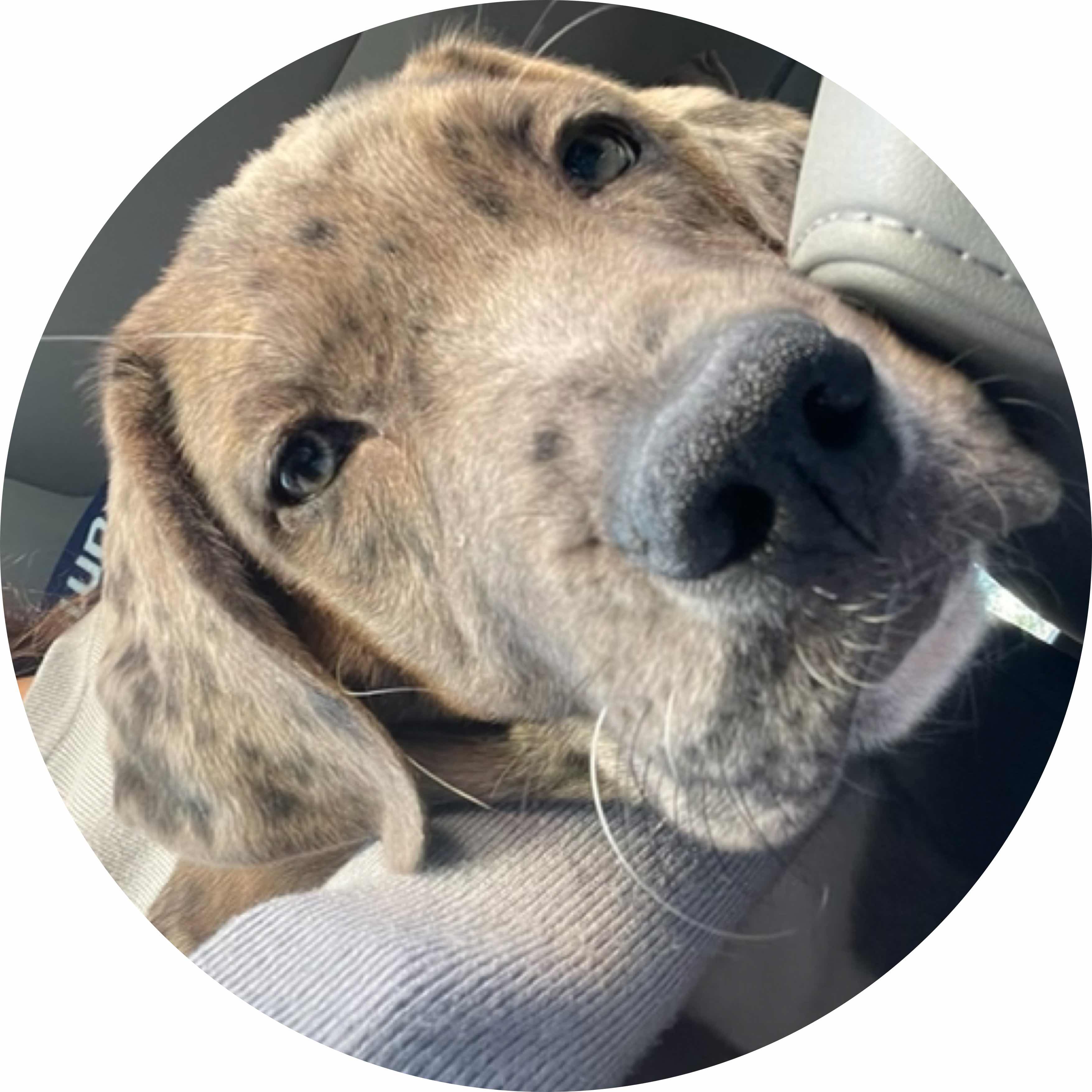 avatar of WILLSHIPLEY