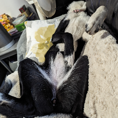 avatar of LunaCasper