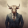 avatar of morecowbell520
