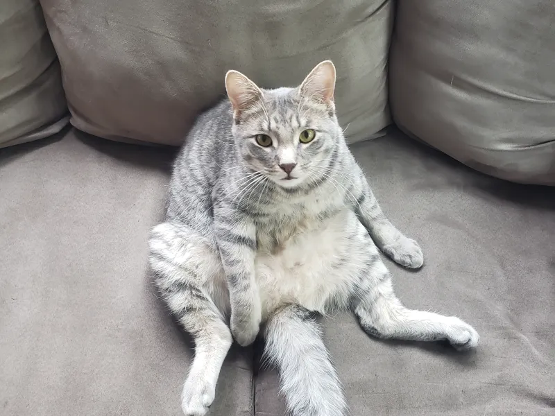 My Cat is Fat