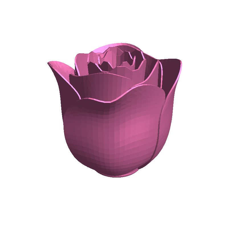 rose open