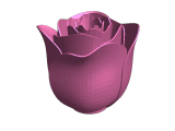 rose open-0