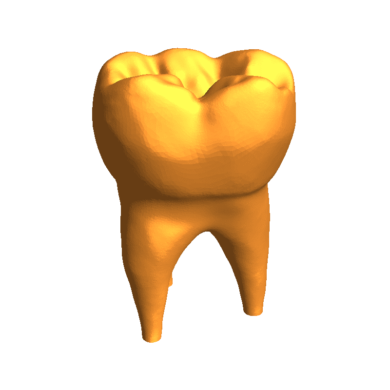 Human tooth