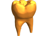 Human tooth-0