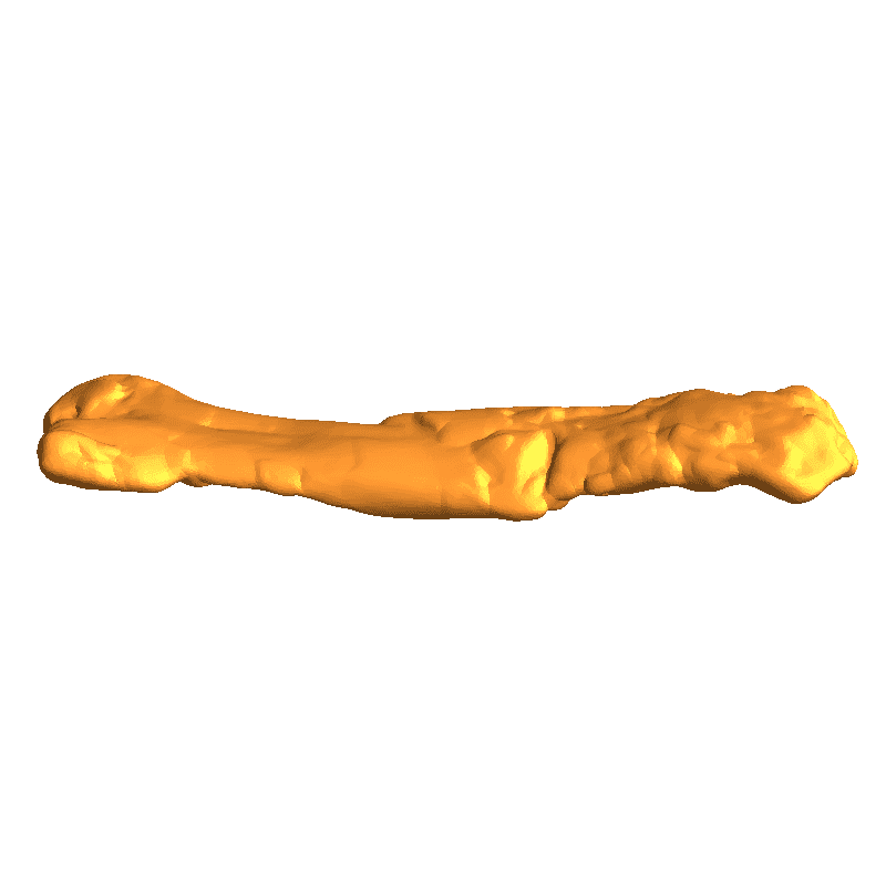 Pterodactyl skeleton