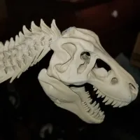 Tyrannosaurus skeleton-1
