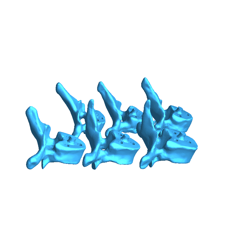 Dorso articolato con base