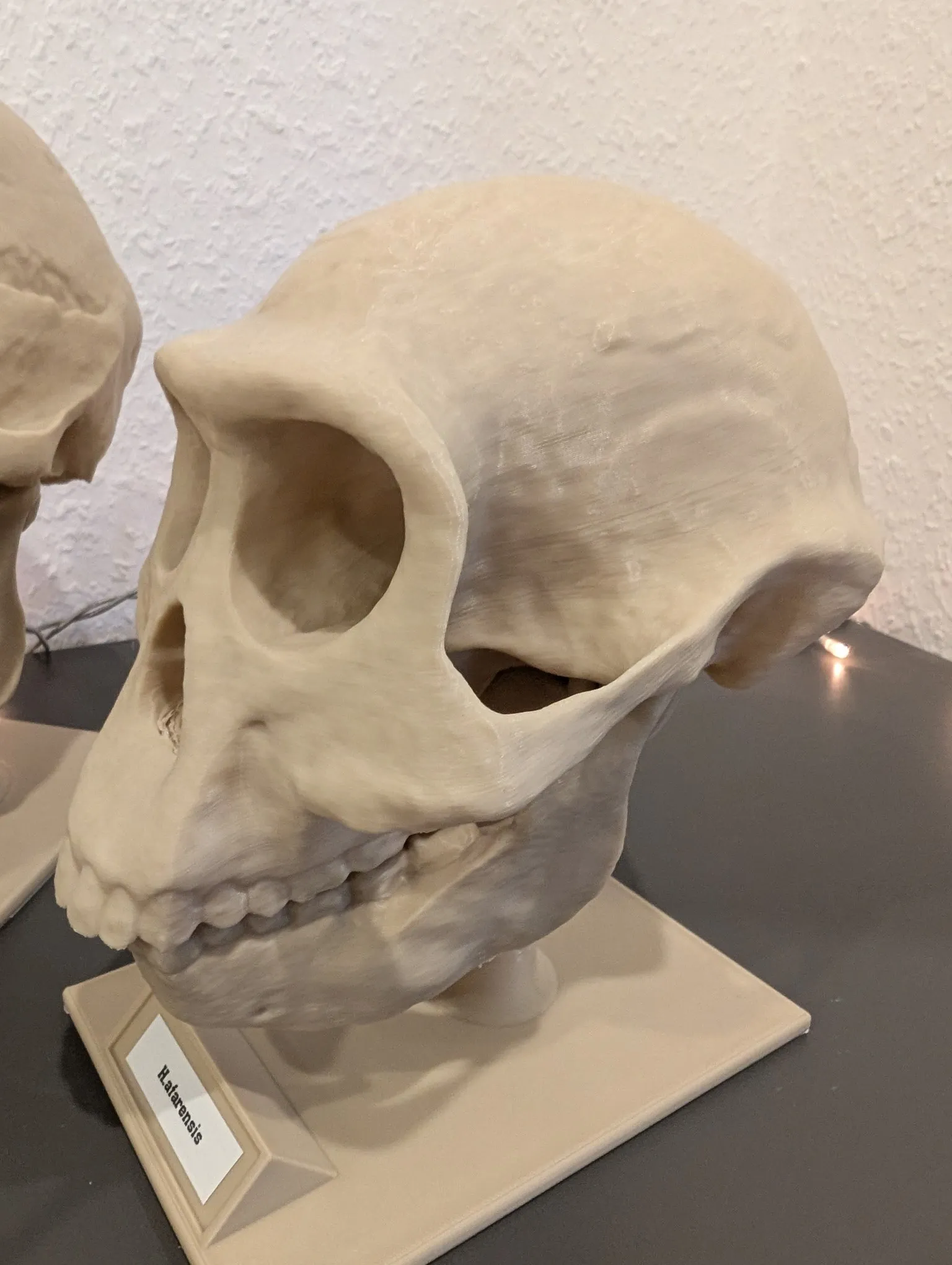 Homo neanderthalensis Skull - Educational Model & Stand 🦴💀-7