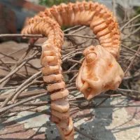 Articulated Flexi Rattle Snake Skeleton – print in place-7