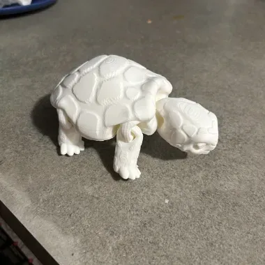 Box Turtle-1
