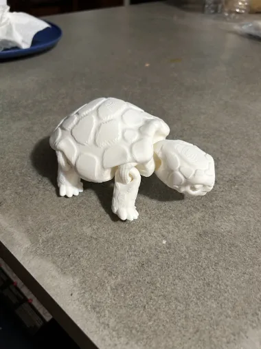 Box Turtle-1