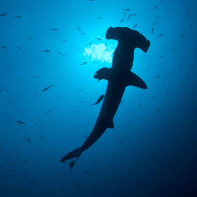 avatar of user84028483