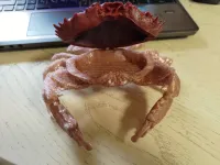 crab case-2