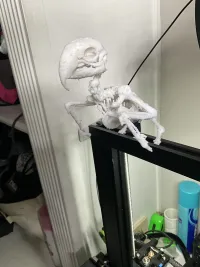 Bird skeleton-1