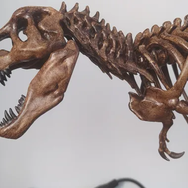 Tyrannosaurus skeleton-0