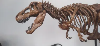Tyrannosaurus skeleton-0