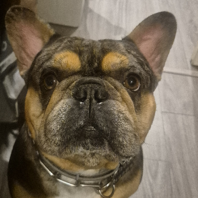 avatar of LesGouleaufamilly