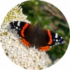 avatar of mikkel2024