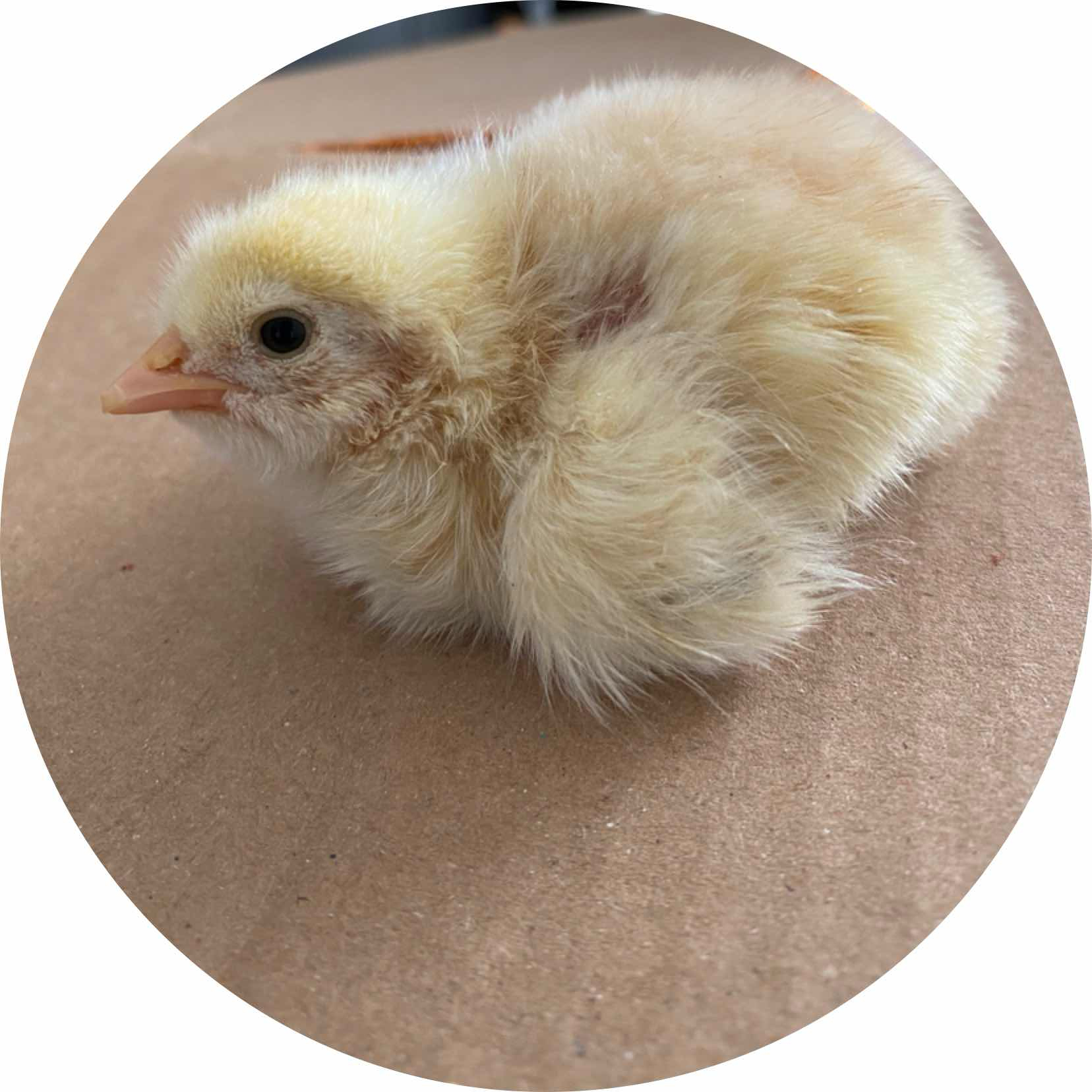 avatar of Yüce AKAY