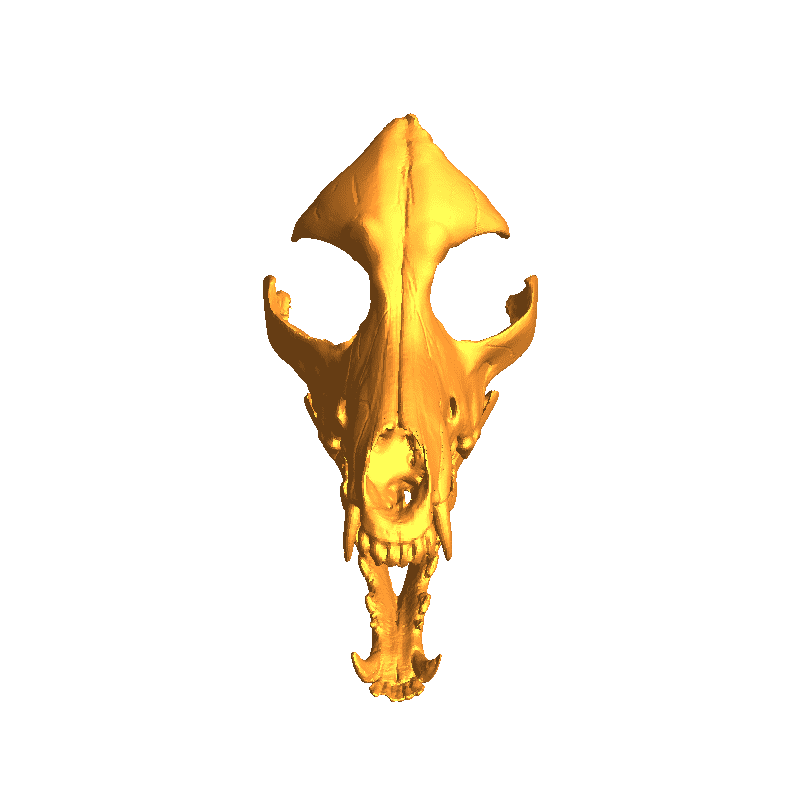 Skull dog canine 3D