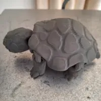 Box Turtle-1