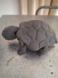Box Turtle-1