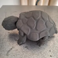 Box Turtle-1
