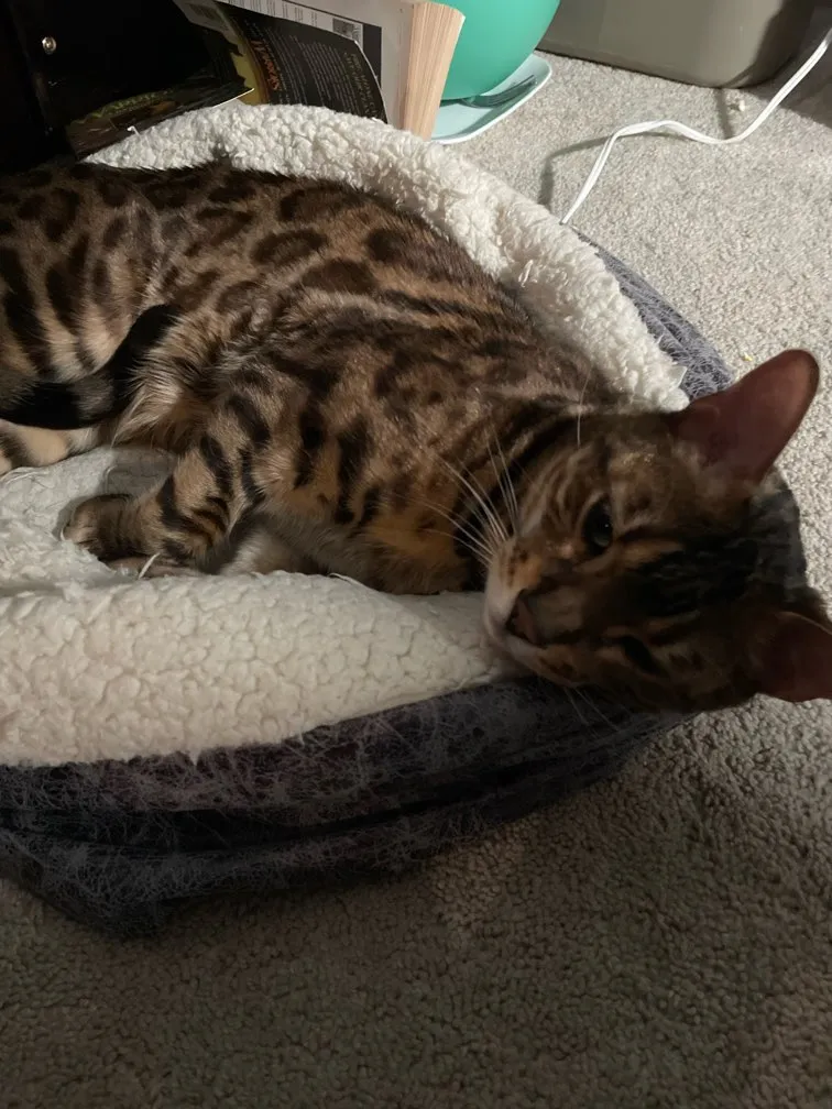 cats things
