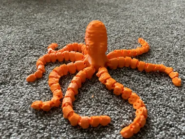 Octopus and Juvenile-0
