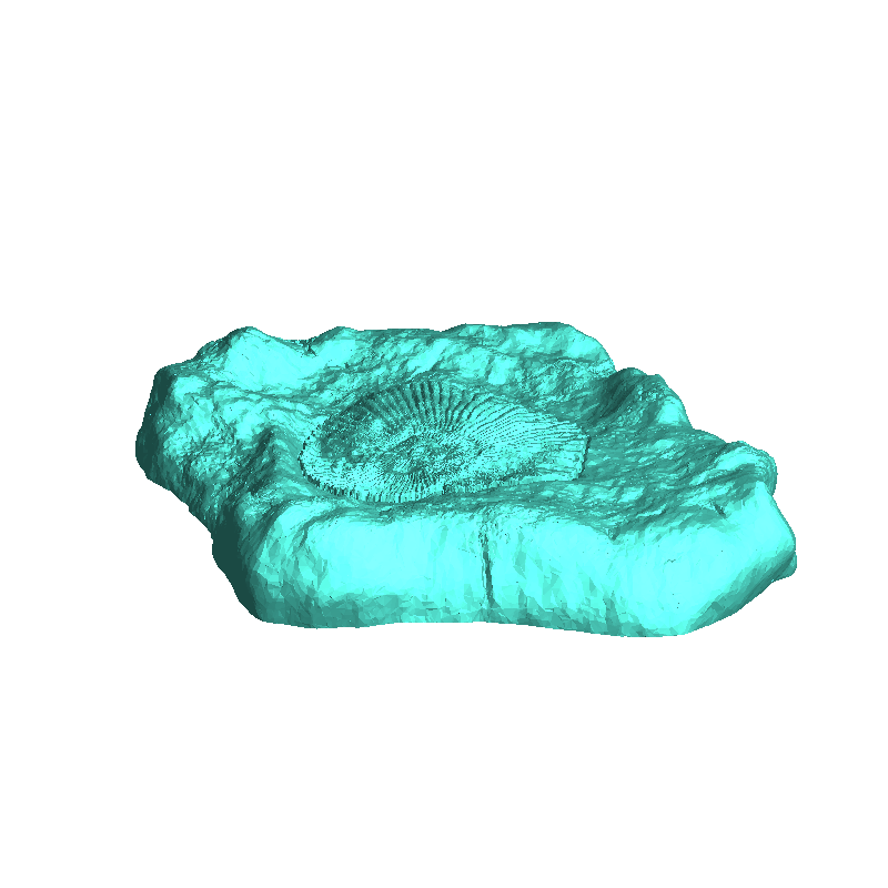 Ammonite Mineral Fossile - Realistic