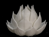 lotus 2-0