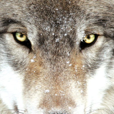 avatar of Wolf of Divandareh