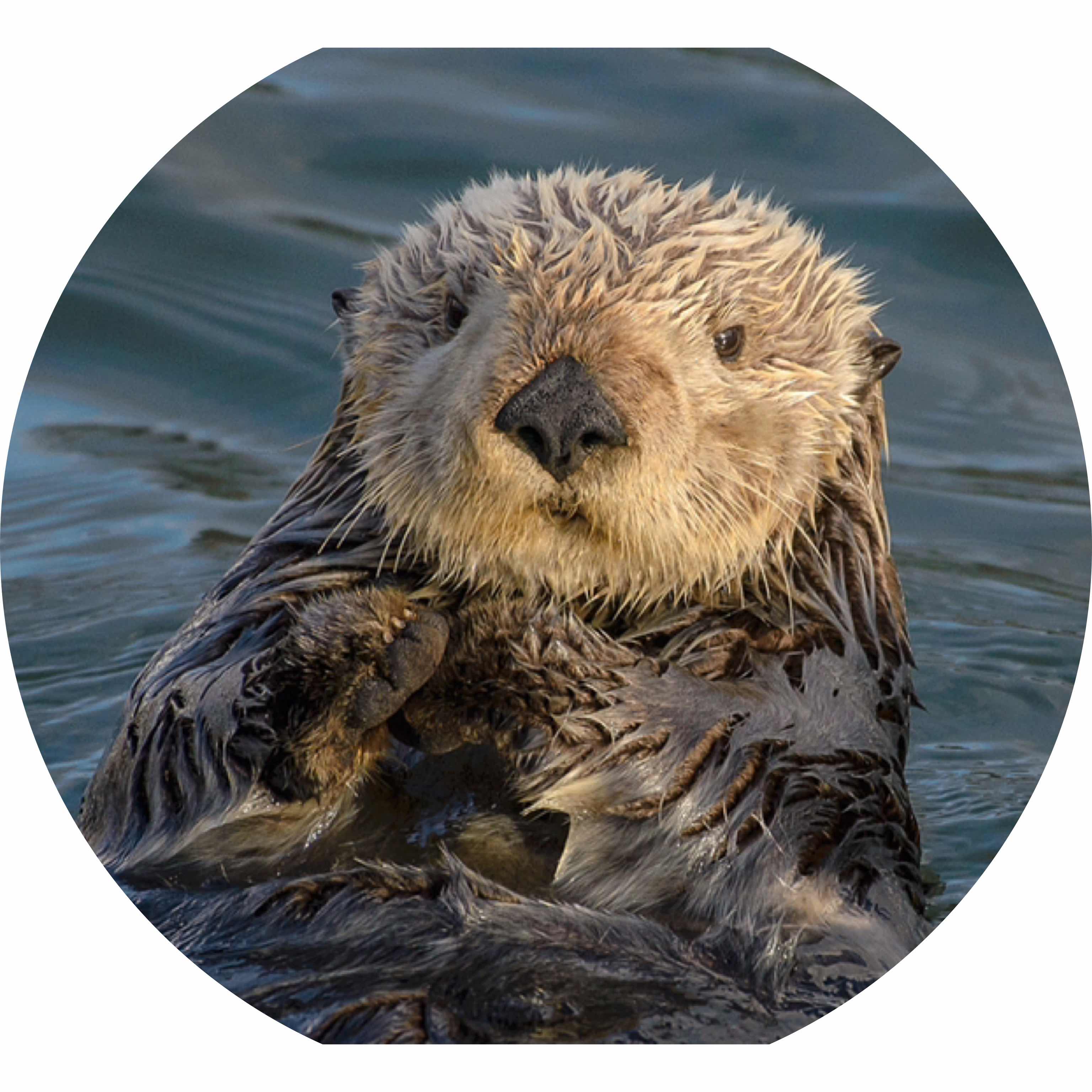 avatar of I like otters