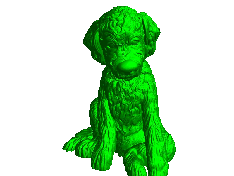 Labradoodle