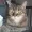 Kucing