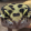 avatar of ToastisToasty