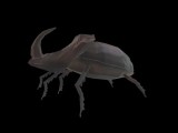 African Beetle 3D Model-2