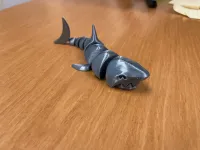 Shark-2