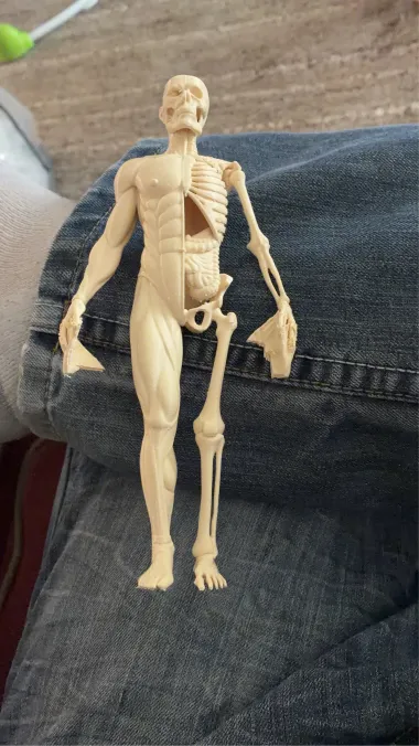 Human Body Educational Model - Education - PLA - 3D printed product - фото 5