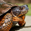 avatar of Tortue QC