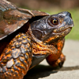 Tortue QC