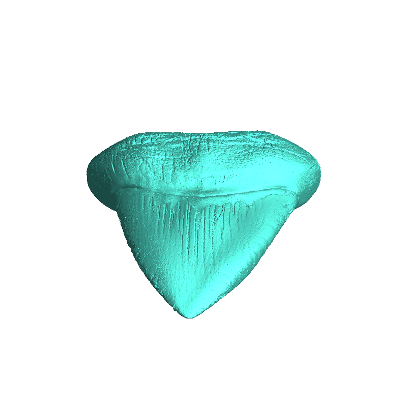 Megalodon-Zahn - Jurassic Fossil Echte Größe