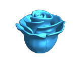 rose-4